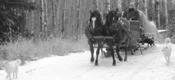 Sleigh ride